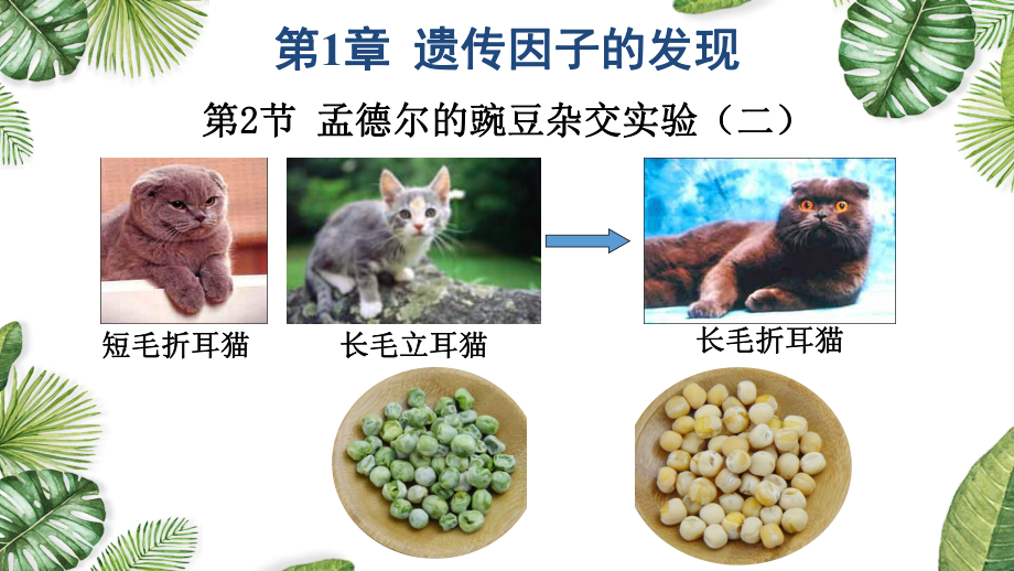 1.2.2孟德尔的豌豆杂交实验（二） ppt课件(1)-2023新人教版（2019）《高中生物》必修第二册.pptx_第1页