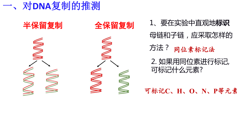 3.3DNA的复制 ppt课件（0002）(1)-2023新人教版（2019）《高中生物》必修第二册.pptx_第3页