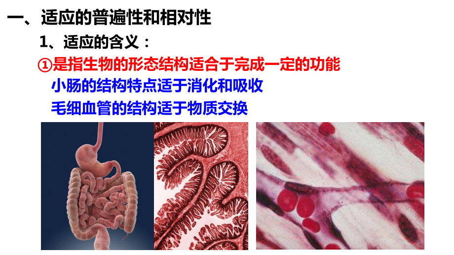 6.2自然选择与适应的形成 ppt课件(5)-2023新人教版（2019）《高中生物》必修第二册.pptx_第3页