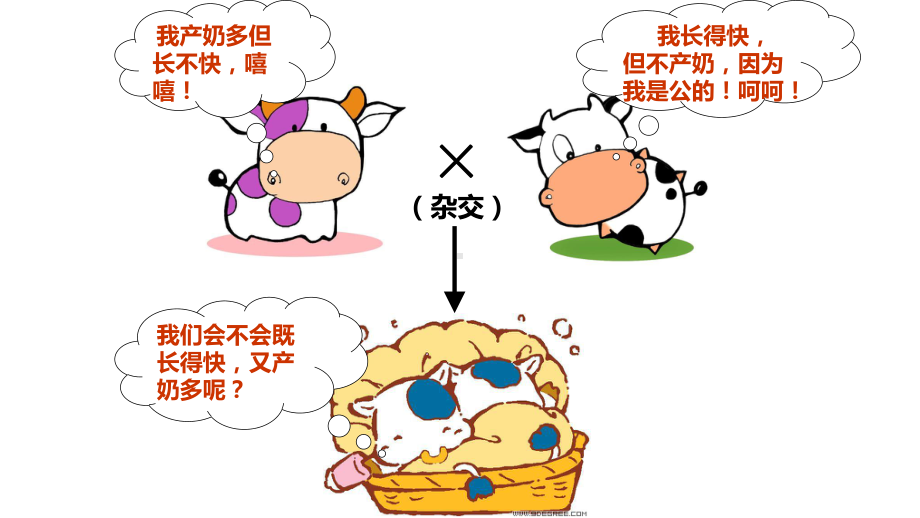 1.2孟德尔的豌豆杂交实验（二） ppt课件(9)-2023新人教版（2019）《高中生物》必修第二册.pptx_第3页