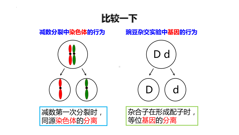 2.2 基因在染色体上 ppt课件(2)-2023新人教版（2019）《高中生物》必修第二册.pptx_第3页