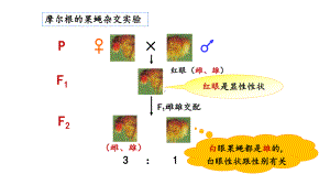 2.3伴性遗传 ppt课件（0002）-2023新人教版（2019）《高中生物》必修第二册.pptx