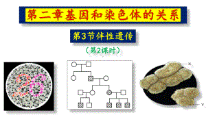 2.3伴性遗传（第2课时） ppt课件(2)-2023新人教版（2019）《高中生物》必修第二册.pptx