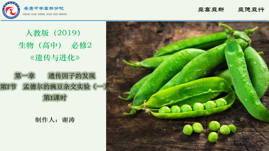 1.1孟德尔的豌豆杂交实验（一） ppt课件（0002）-2023新人教版（2019）《高中生物》必修第二册.pptx_第1页