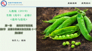 1.1孟德尔的豌豆杂交实验（一） ppt课件（0002）-2023新人教版（2019）《高中生物》必修第二册.pptx