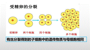 3.3DNA的复制 ppt课件(6)-2023新人教版（2019）《高中生物》必修第二册.pptx