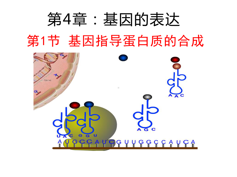 4.1 基因指导蛋白质合成 ppt课件-2023新人教版（2019）《高中生物》必修第二册.pptx_第2页