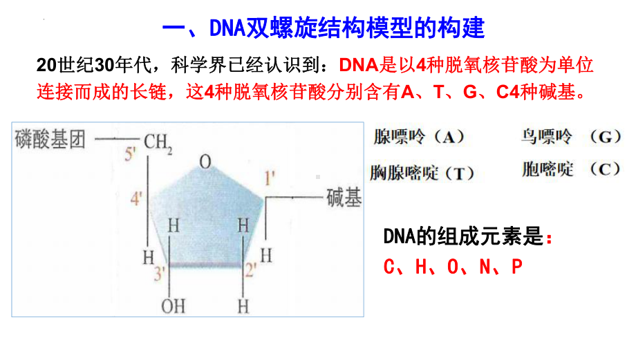 3.2DNA的结构 ppt课件（0002）(11)-2023新人教版（2019）《高中生物》必修第二册.pptx_第2页