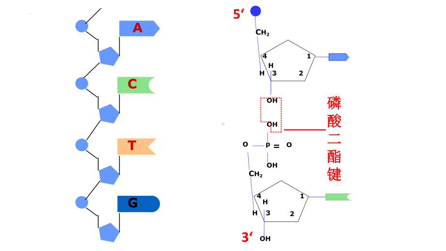 3.2DNA的结构 ppt课件（0002）(11)-2023新人教版（2019）《高中生物》必修第二册.pptx_第3页