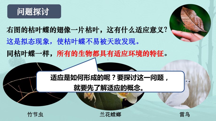 6.1生物有共同祖先的证据+6.2自然选择与适应的形成 ppt课件-2023新人教版（2019）《高中生物》必修第二册.pptx_第3页