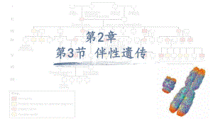 2.3伴性遗传 ppt课件（0002）(7)-2023新人教版（2019）《高中生物》必修第二册.pptx