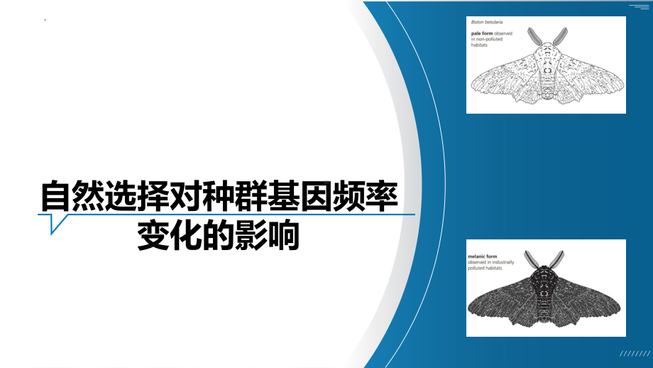 6.3探究自然选择对种群基因频率变化的影响说课 ppt课件-2023新人教版（2019）《高中生物》必修第二册.pptx_第1页