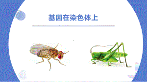 2.2基因在染色体上 ppt课件(2)-2023新人教版（2019）《高中生物》必修第二册.pptx