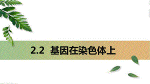 2.2基因在染色体上 ppt课件(5)-2023新人教版（2019）《高中生物》必修第二册.pptx