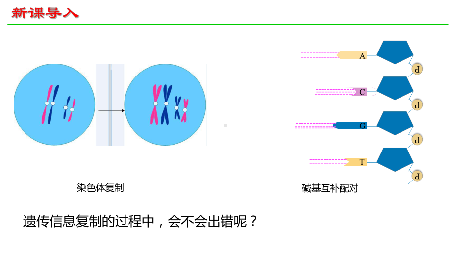 5.1基因突变和基因重组 ppt课件(2)-2023新人教版（2019）《高中生物》必修第二册.pptx_第3页