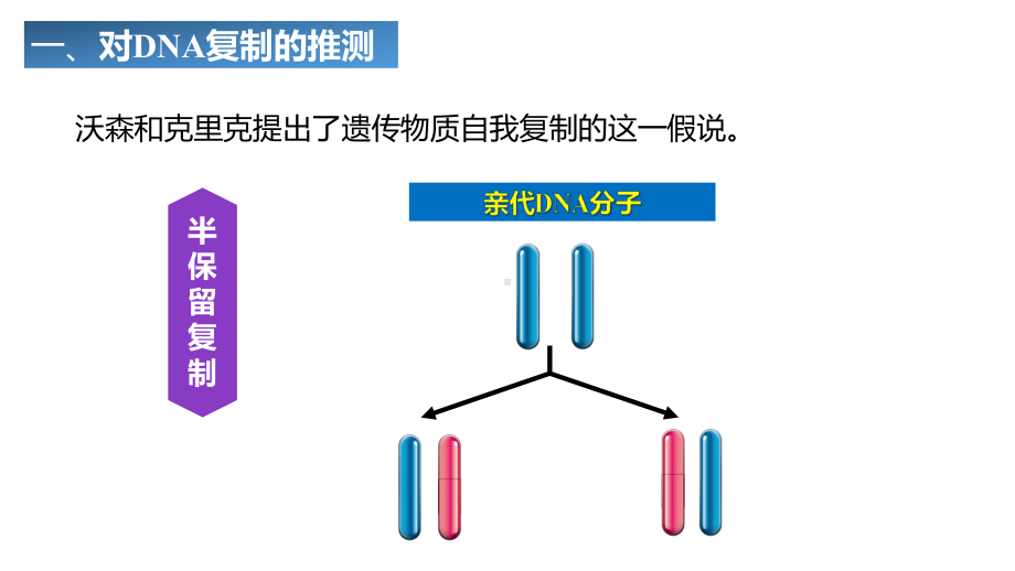 3.3 DNA的复制 ppt课件(4)-2023新人教版（2019）《高中生物》必修第二册.pptx_第3页