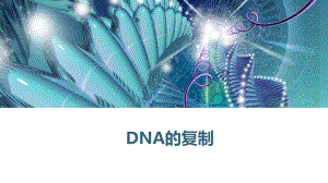 3.3 DNA的复制 ppt课件(4)-2023新人教版（2019）《高中生物》必修第二册.pptx