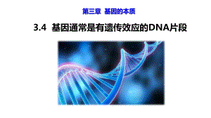 3.4基因通常是有遗传效应的DNA片段 ppt课件(11)-2023新人教版（2019）《高中生物》必修第二册.pptx