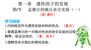 1.1孟德尔的豌豆杂交实验（一） ppt课件（0002） (2)-2023新人教版（2019）《高中生物》必修第二册.pptx