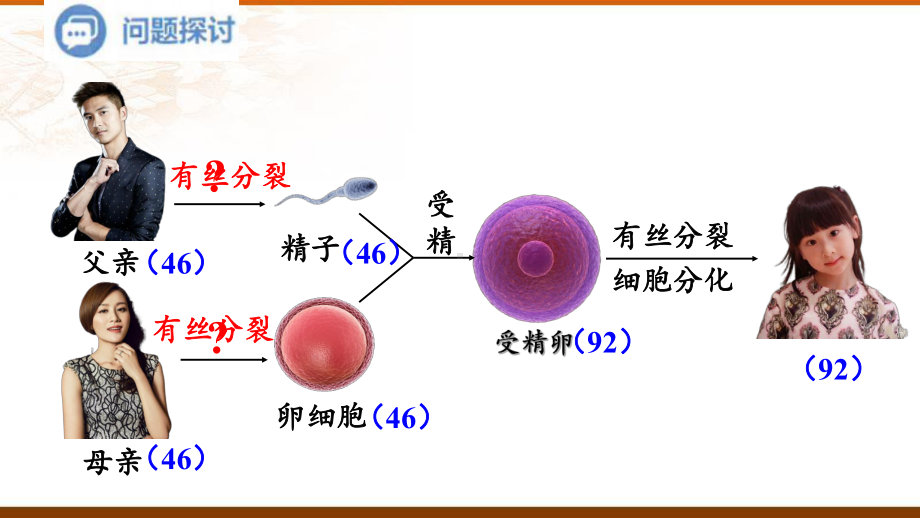 2.1 减数分裂和受精作用 ppt课件(1)-2023新人教版（2019）《高中生物》必修第二册.pptx_第3页