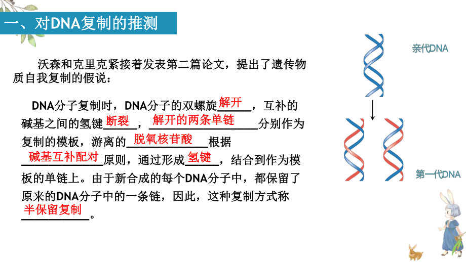 3.3DNA的复制 ppt课件(1)-2023新人教版（2019）《高中生物》必修第二册.pptx_第3页