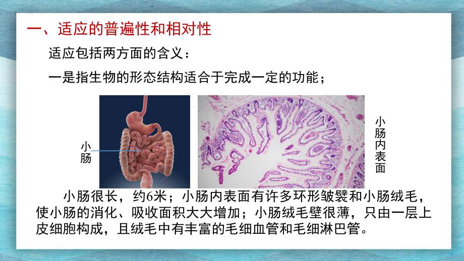 6.2自然选择与适应的形成 ppt课件(3)-2023新人教版（2019）《高中生物》必修第二册.pptx_第3页