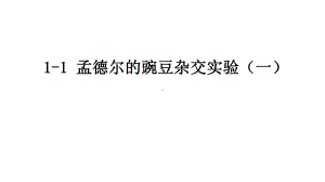 1.1孟德尔的豌豆杂交实验（一） ppt课件(7)-2023新人教版（2019）《高中生物》必修第二册.pptx