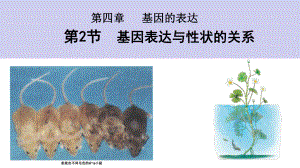 4.2基因表达与性状的关系 ppt课件(5)-2023新人教版（2019）《高中生物》必修第二册.pptx