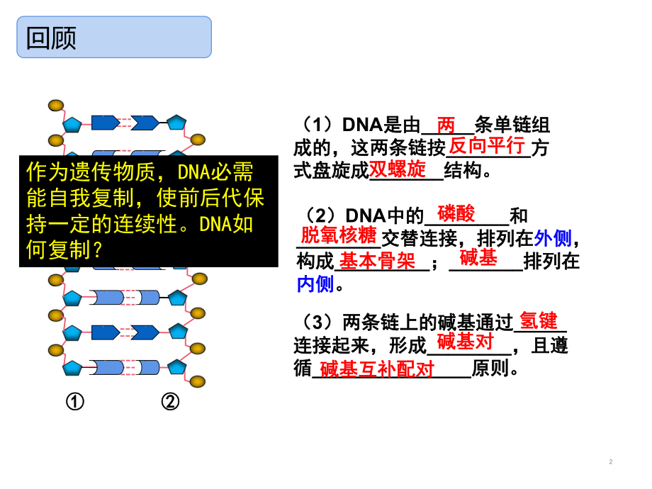 3.3DNA的复制 ppt课件(2)-2023新人教版（2019）《高中生物》必修第二册.pptx_第2页