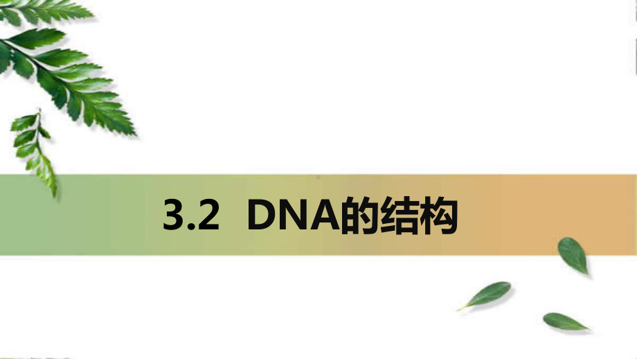 3.2DNA的结构 ppt课件（0002）(8)-2023新人教版（2019）《高中生物》必修第二册.pptx_第2页