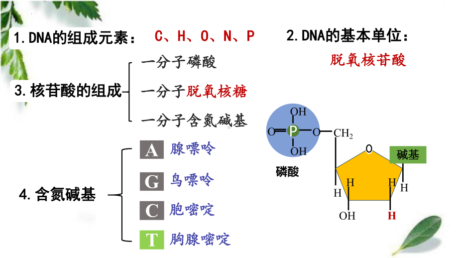 3.2DNA的结构 ppt课件（0002）(8)-2023新人教版（2019）《高中生物》必修第二册.pptx_第3页