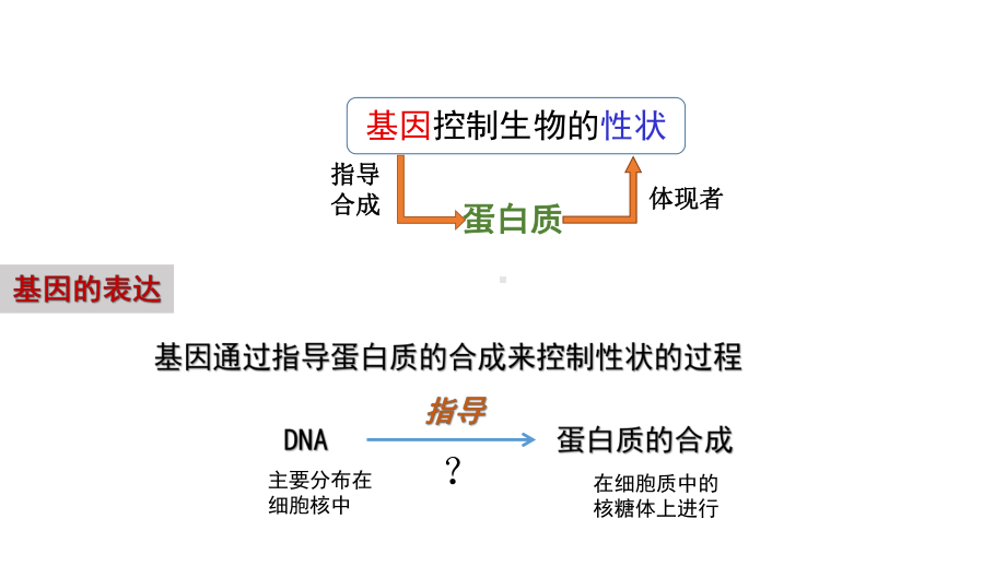 4.1基因指导蛋白质的合成 ppt课件（0002）-2023新人教版（2019）《高中生物》必修第二册.pptx_第2页