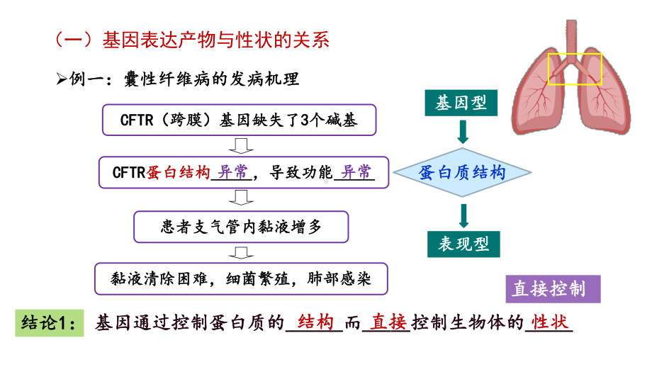 4.2基因表达与性状的关系 ppt课件（0002）(4)-2023新人教版（2019）《高中生物》必修第二册.pptx_第2页