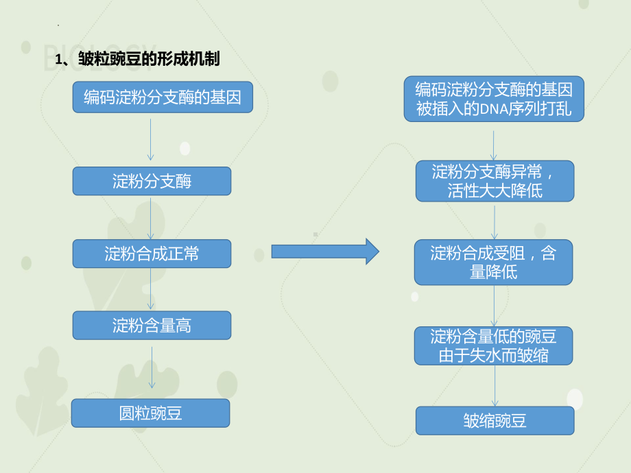 4.2基因表达与性状的关系 ppt课件-2023新人教版（2019）《高中生物》必修第二册.pptx_第3页