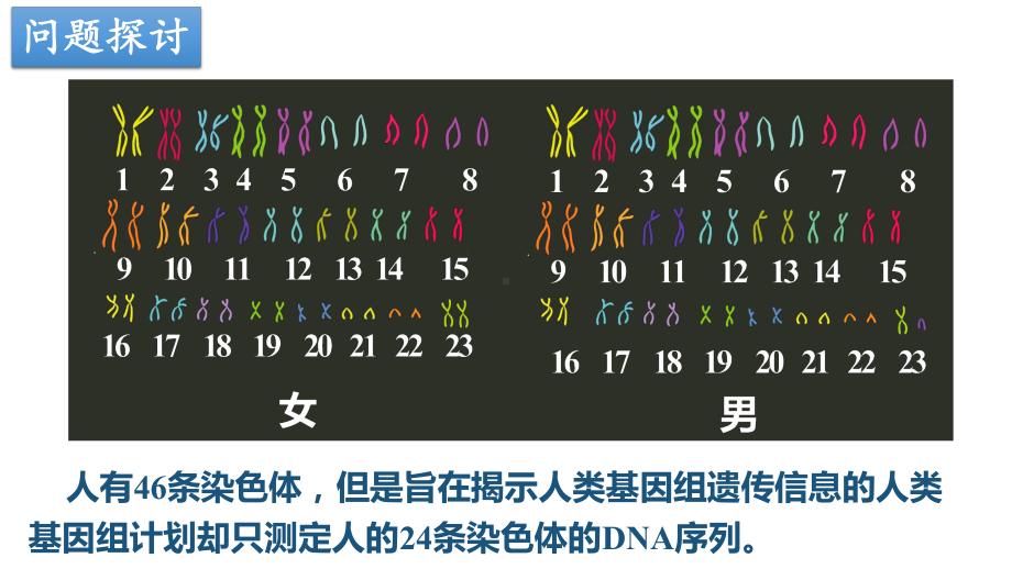 2.2基因在染色体上 ppt课件(7)-2023新人教版（2019）《高中生物》必修第二册.pptx_第2页