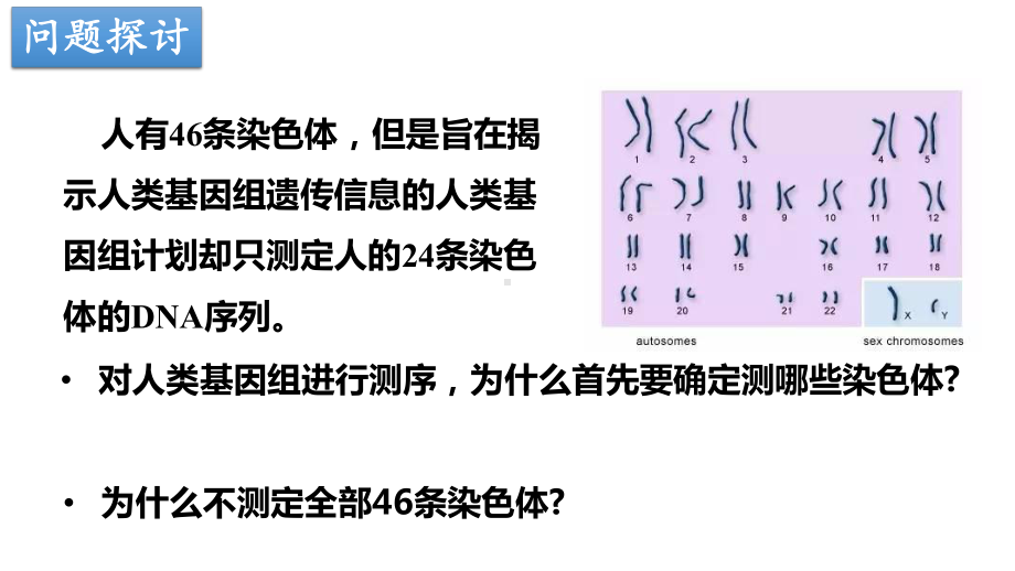 2.2基因在染色体上 ppt课件(7)-2023新人教版（2019）《高中生物》必修第二册.pptx_第3页