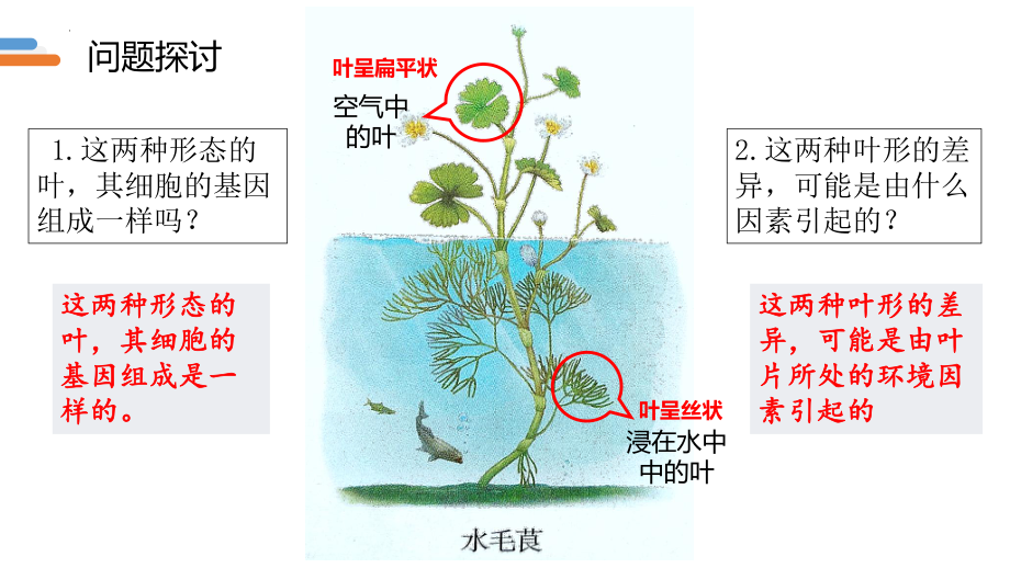 4.2基因表达与性状的关系 ppt课件(9)-2023新人教版（2019）《高中生物》必修第二册.pptx_第2页