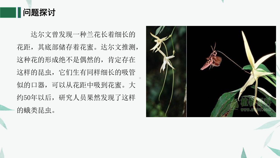 6.4协同进化与生物多样性的形成 ppt课件(7)-2023新人教版（2019）《高中生物》必修第二册.pptx_第2页