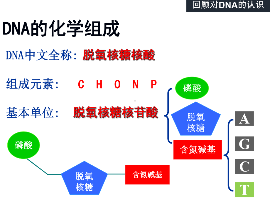 3.2DNA的结构 ppt课件(12)-2023新人教版（2019）《高中生物》必修第二册.pptx_第3页