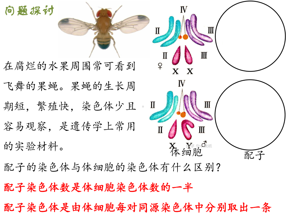 2.1减数分裂和受精作用 ppt课件(4)-2023新人教版（2019）《高中生物》必修第二册.pptx_第2页