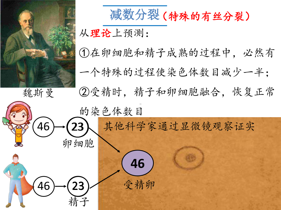 2.1减数分裂和受精作用 ppt课件(4)-2023新人教版（2019）《高中生物》必修第二册.pptx_第3页