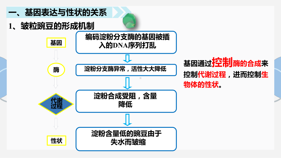 4.2 基因表达与性状的关系 ppt课件(5)-2023新人教版（2019）《高中生物》必修第二册.pptx_第3页