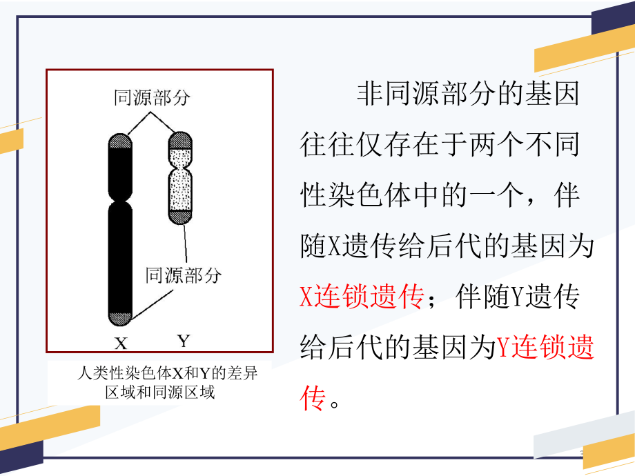 2.3 伴性遗传ppt课件 2-2023新人教版（2019）《高中生物》必修第二册.pptx_第3页