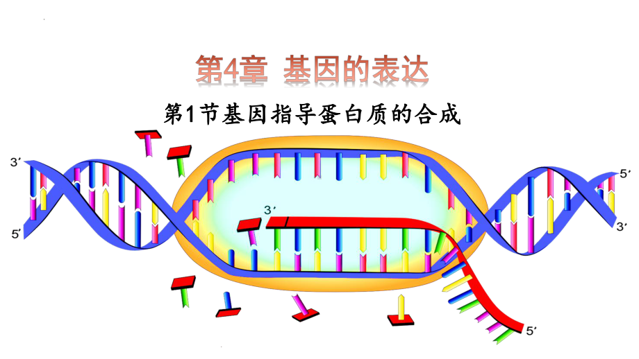 4.1基因指导蛋白质的合成 ppt课件 (1)-2023新人教版（2019）《高中生物》必修第二册.pptx_第1页