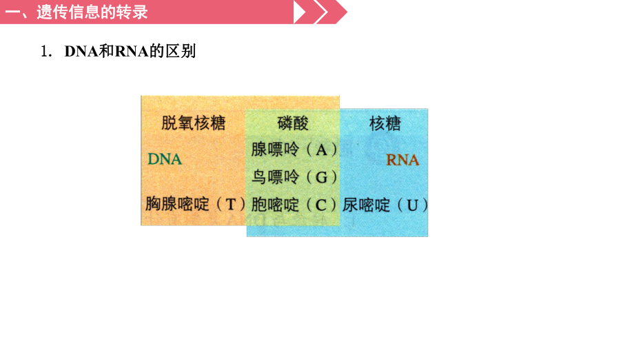 4.1基因指导蛋白质的合成 ppt课件 (1)-2023新人教版（2019）《高中生物》必修第二册.pptx_第3页