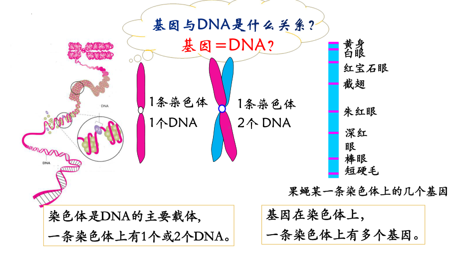 3.4基因通常是有遗传效应的DNA片段 ppt课件（0002）(4)-2023新人教版（2019）《高中生物》必修第二册.pptx_第3页