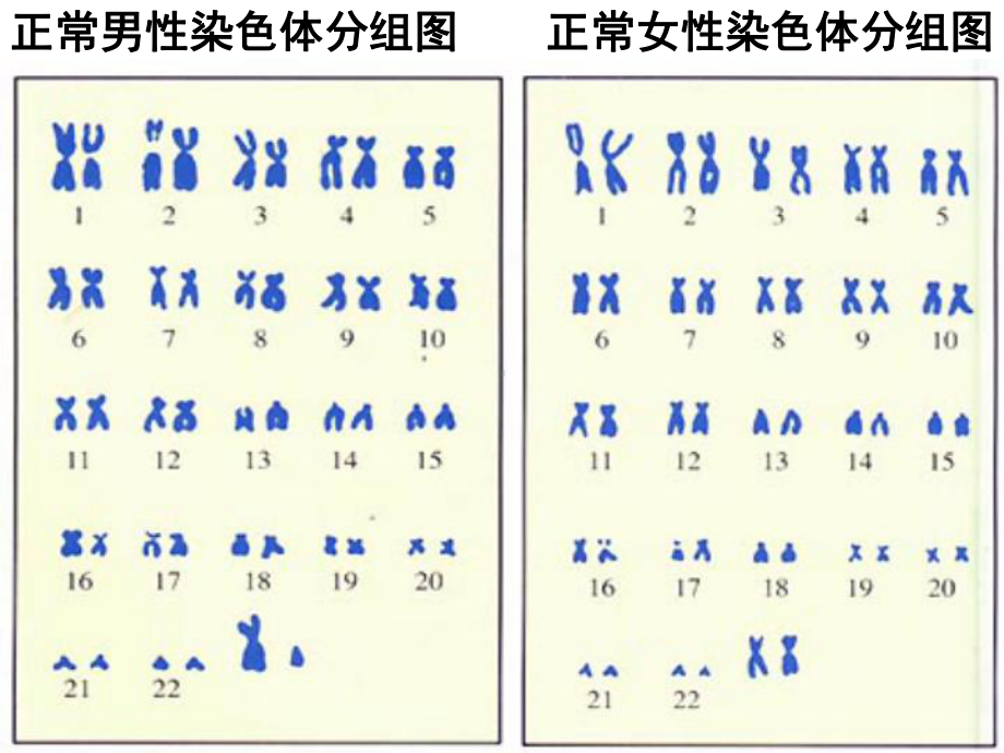 2.1减数分裂与受精作用 ppt课件(2)-2023新人教版（2019）《高中生物》必修第二册.pptx_第2页