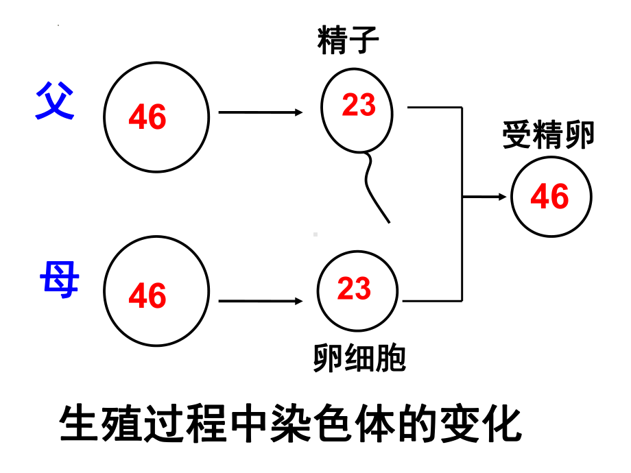 2.1减数分裂与受精作用 ppt课件(2)-2023新人教版（2019）《高中生物》必修第二册.pptx_第3页