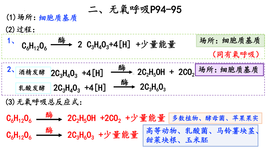 二轮复习生物：专题复习-光合作用与呼吸作用 ppt课件-2023新人教版（2019）《高中生物》必修第二册.pptx_第3页