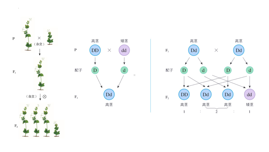 1.2孟德尔的豌豆杂交实验（二） ppt课件(3)-2023新人教版（2019）《高中生物》必修第二册.pptx_第3页